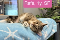 Rafé, 1y, SF, Dental Needed