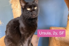 Ursula, 2y, SF