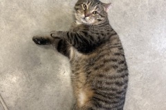 Giacamo, 3y, NM, FIP+