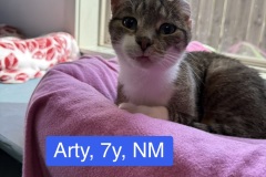 Arty, 7y, NM, Dental Needed