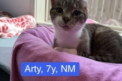 Arty, 7y, NM, Dental Needed