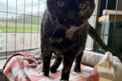 Betty, 9y, SF, Dental Needed