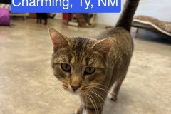 Charming, 1y, NM