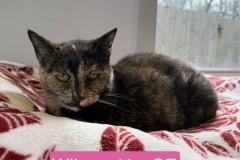 Wilma, 11y, SF, Dental Needed