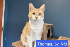 Thomas, 5y, NM