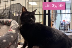 LB, 3y, SF