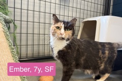 Ember, 7y, SF