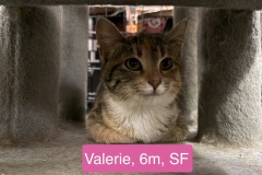 Valerie, 6m, SF