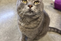Dusty, 5y, NM