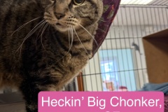 Heckin' Big Chonker, 1y, SF