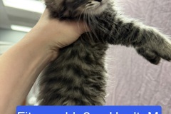 Fitzgerald, 2m, Unalt. M
