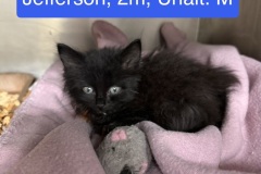 Jefferson, 2m, Unalt. M