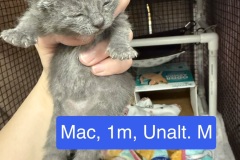 Mac, 1m, Unalt. M