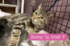 Sunny, 1y, Unalt. F, Nursing Mom