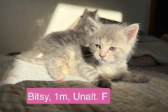 Bitsy, 1m, Unalt. F