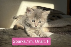 Sparks, 1m, Unalt. F