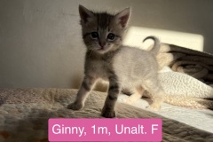 Ginny, 1m, Unalt. F