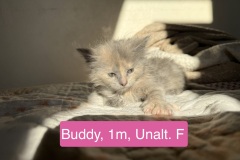 Buddy, 1m, Unalt. F
