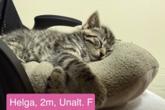 Helga, 2m, Unalt. F
