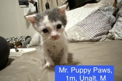 Mr. Puppy Paws, 1m, Unalt. M