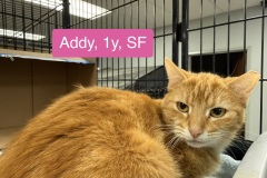 Addy, 1y, SF