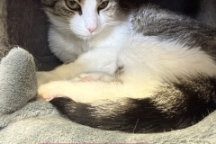 Truffles, 1y, SF