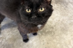 Black Bartholowmewww, 3y, NM