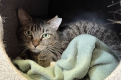 Bullwinkle, 2y, NM, Tail Amp.