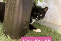 Vera, 6m, SF