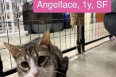 Angelfae, 1y, SF