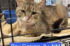 Boy George, 2y, NM