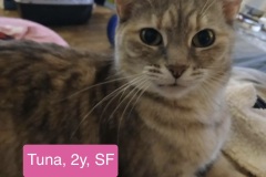 Tuna, 2y, SF, Dental Needed