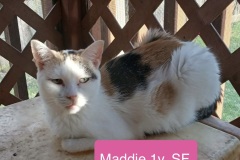 Maddie, 1y, SF, Dental Needed