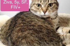 Ziva, 5y, SF, FIV+