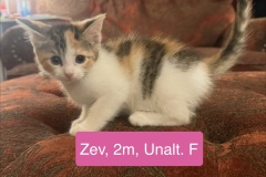 Zev, 2m, Unalt. F