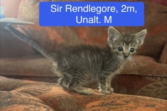 Sir Rendlegore, 2m, Unalt. M