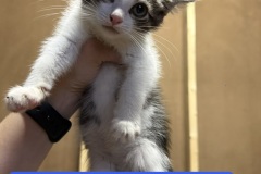 Sir Marquis Meowington, 2m, Unalt. M