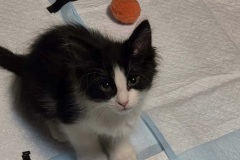 Seamus, 2m, NM