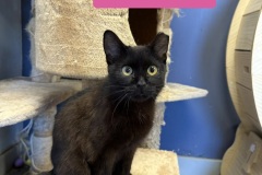 Sage, 1y, SF
