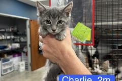 Charlie, 2m, Unalt. M