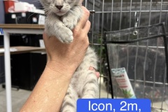 Icon, 2m, Unalt. M