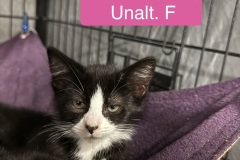 Wheeler, 2m, Unalt. F