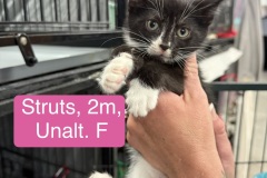 Struts, 2m, Unalt. F