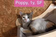 Poppy, 1y, SF, Tripod