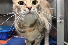 Coral, 4y, SF, Bonded w/Chex