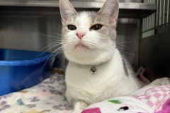 Chex, 4y, SF, Bonded w/Coral