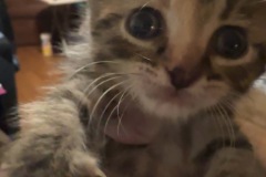 Madame Marmalade Meowington, 1m, Unalt. F