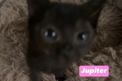 Jupiter, 2m, Unalt. M