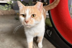 Ollie, 7y, NM, Dental Needed
