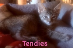Tendies, 2m, Unalt. F